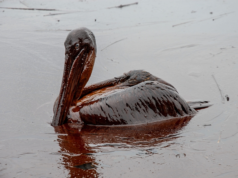 Deepwater Horizon Oil Spill